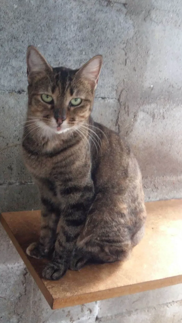 Gato ra a SRD-ViraLata idade 2 anos nome Serena Lua