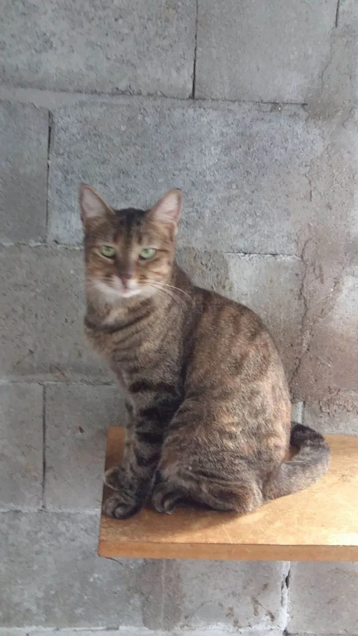 Gato ra a SRD-ViraLata idade 2 anos nome Serena Lua