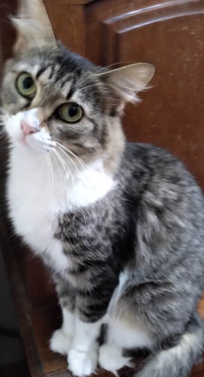 Gato ra a SRD-ViraLata idade 2 anos nome Mel Luca