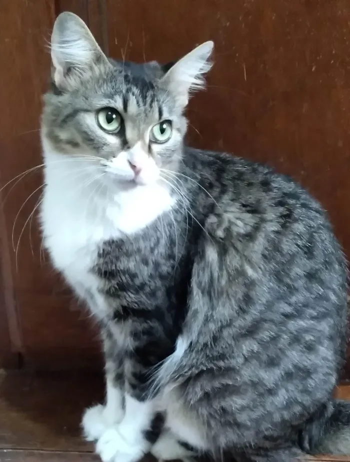 Gato ra a SRD-ViraLata idade 2 anos nome Mel Luca