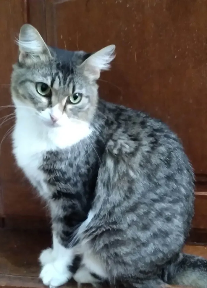 Gato ra a SRD-ViraLata idade 2 anos nome Mel Luca