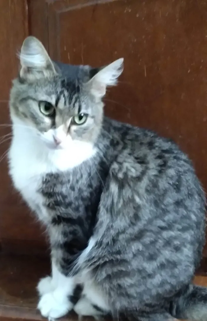 Gato ra a SRD-ViraLata idade 2 anos nome Mel Luca