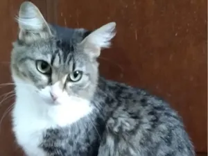 Gato raça SRD-ViraLata idade 2 anos nome Mel Luca