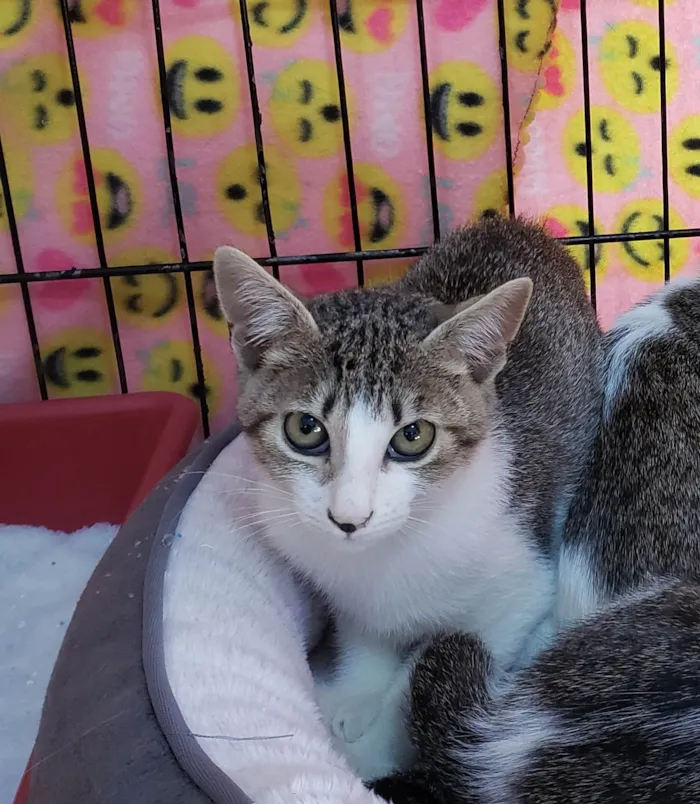 Gato ra a SRD-ViraLata idade 2 a 6 meses nome Romena