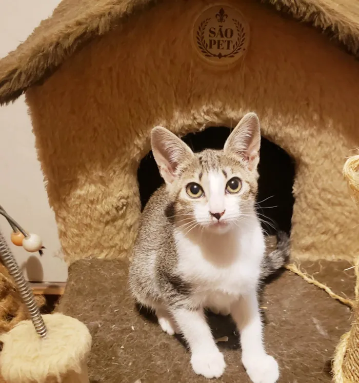 Gato ra a SRD-ViraLata idade 2 a 6 meses nome Romena