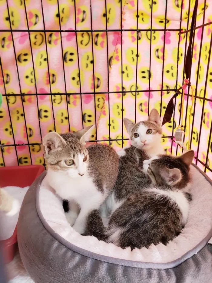 Gato ra a SRD-ViraLata idade 2 a 6 meses nome Romena