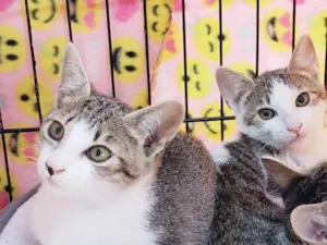 Gato raça SRD-ViraLata idade 2 a 6 meses nome Romena