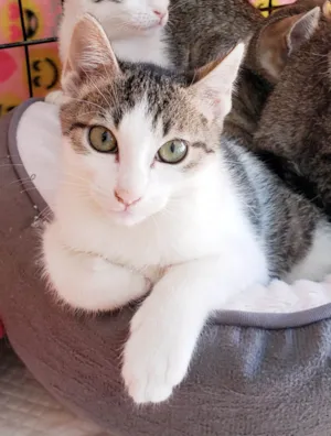 Gato raça SRD-ViraLata idade 2 a 6 meses nome Rosalia