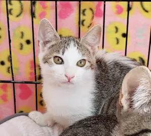 Gato raça SRD-ViraLata idade 2 a 6 meses nome Rosalia