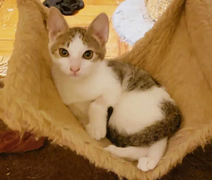Gato ra a SRD-ViraLata idade 2 a 6 meses nome Rosalia