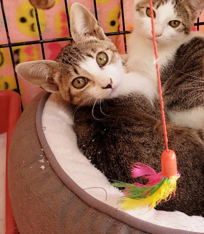 Gato ra a SRD-ViraLata idade 2 a 6 meses nome Romena