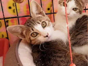 Gato raça SRD-ViraLata idade 2 a 6 meses nome Romena