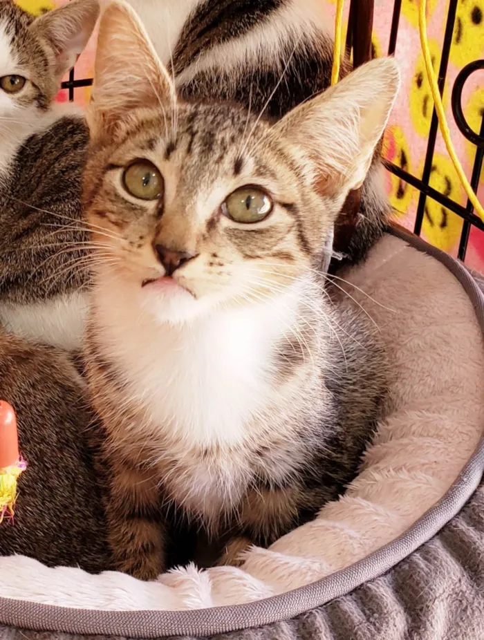 Gato ra a SRD-ViraLata idade 2 a 6 meses nome Rocco