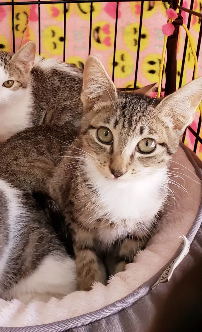 Gato ra a SRD-ViraLata idade 2 a 6 meses nome Rocco