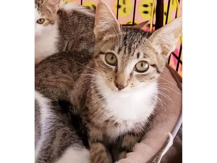 Gato ra a SRD-ViraLata idade 2 a 6 meses nome Rocco