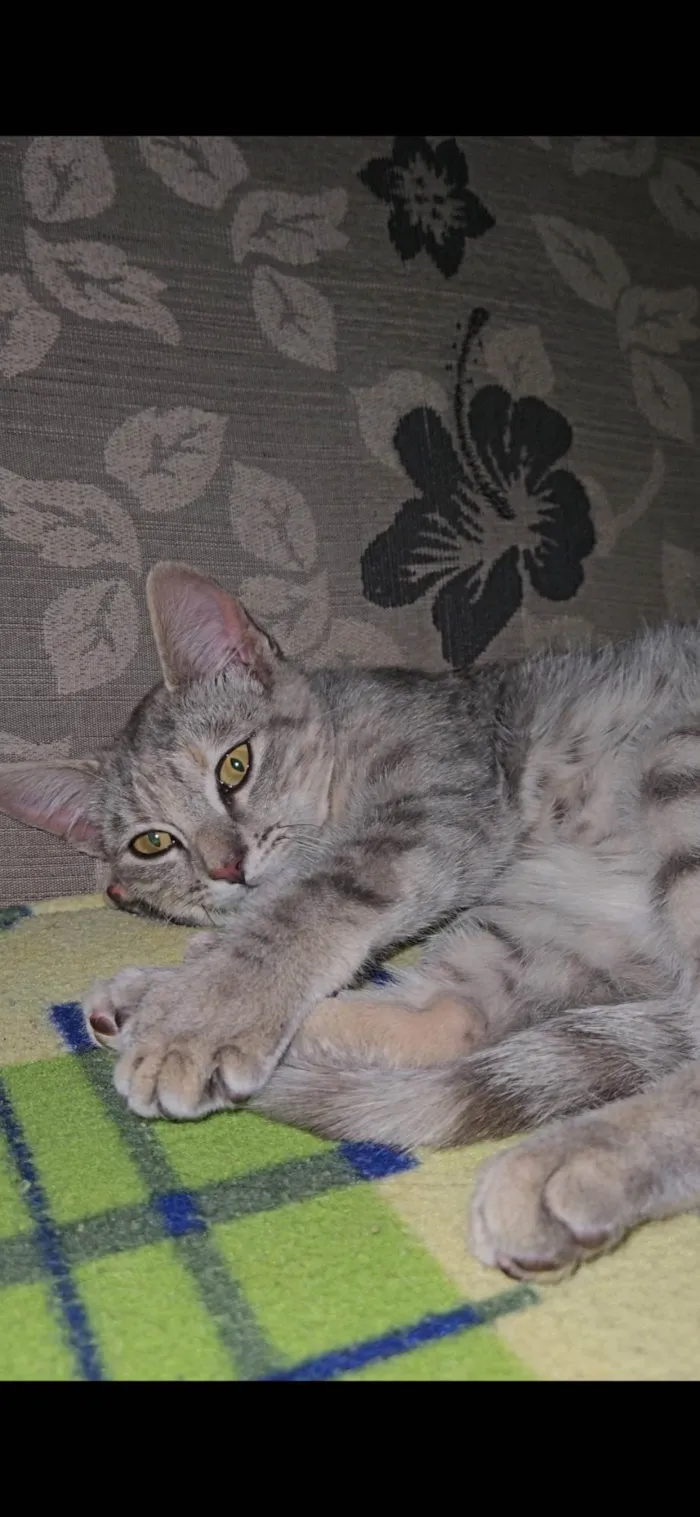 Gato ra a SRD-ViraLata idade 2 a 6 meses nome Yumi