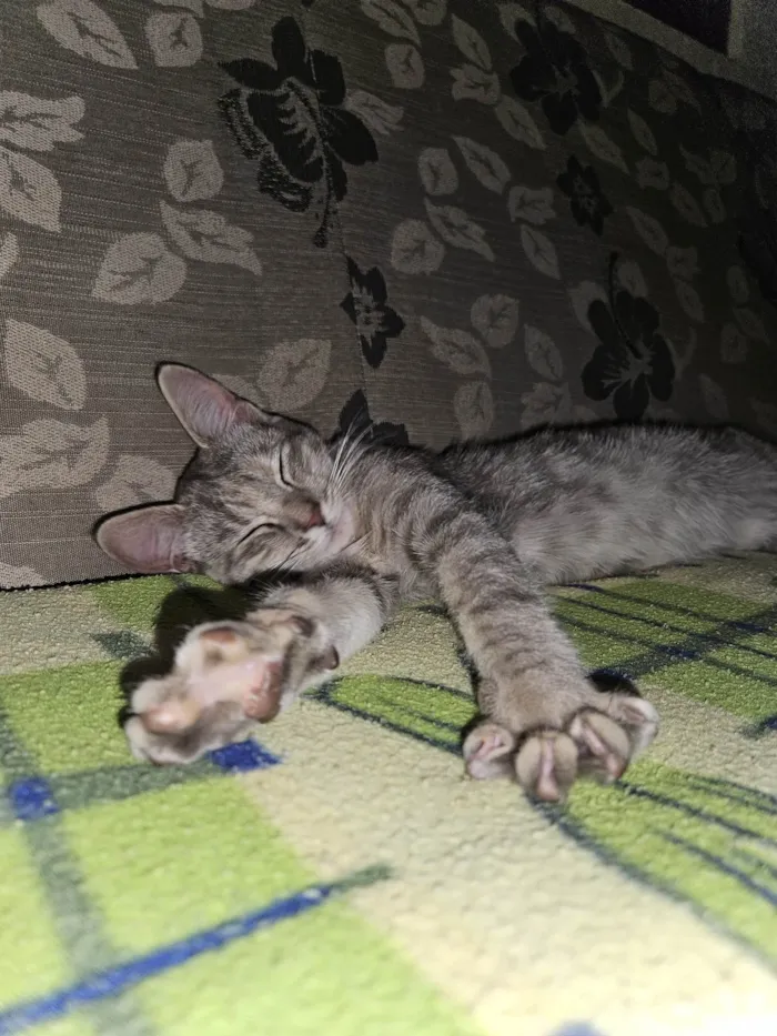 Gato ra a SRD-ViraLata idade 2 a 6 meses nome Yumi