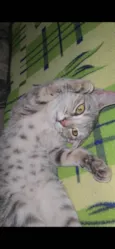 Yumi