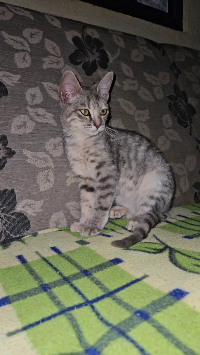 Gato ra a SRD-ViraLata idade 2 a 6 meses nome Yumi