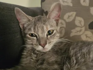 Gato raça SRD-ViraLata idade 2 a 6 meses nome Yumi