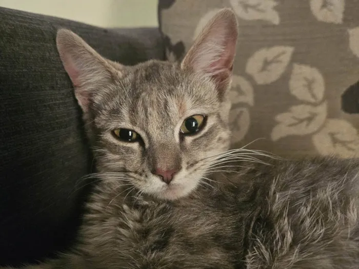 Gato ra a SRD-ViraLata idade 2 a 6 meses nome Yumi