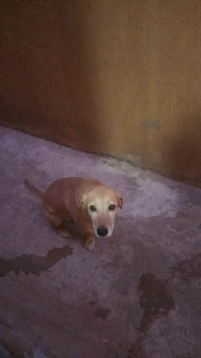 Cachorro ra a SRD-ViraLata idade 5 anos nome Bayle