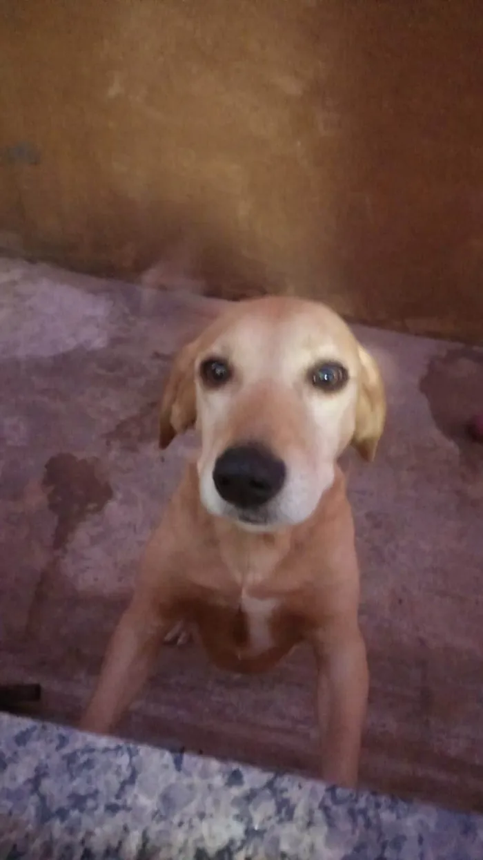 Cachorro ra a SRD-ViraLata idade 5 anos nome Bayle