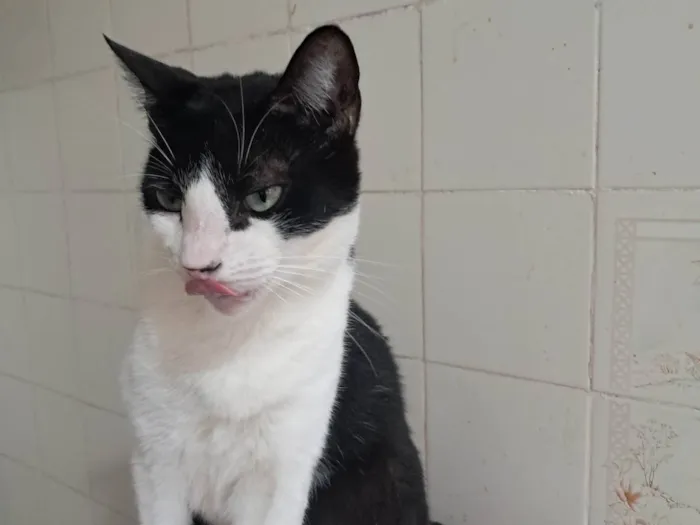 Gato ra a SRD-ViraLata idade 3 anos nome BERNARD