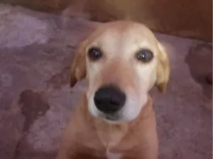 Cachorro raça SRD-ViraLata idade 5 anos nome Bayle