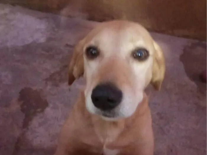 Cachorro ra a SRD-ViraLata idade 5 anos nome Bayle