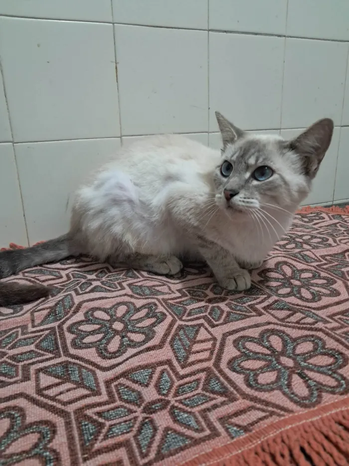 Gato ra a SRD-ViraLata idade 2 a 6 meses nome Maju
