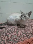 Maju