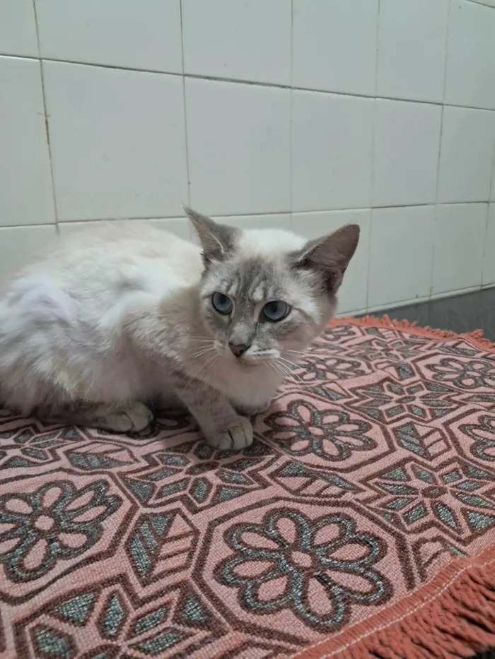 Gato ra a SRD-ViraLata idade 2 a 6 meses nome Maju