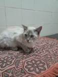 Maju