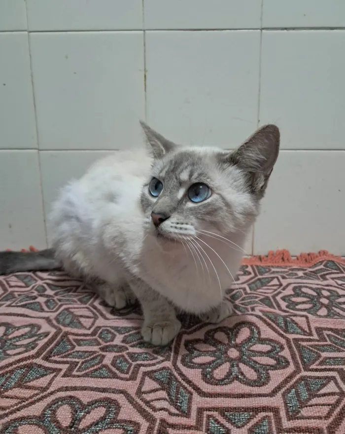 Gato ra a SRD-ViraLata idade 2 a 6 meses nome Maju