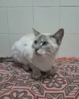 Maju