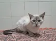 Maju