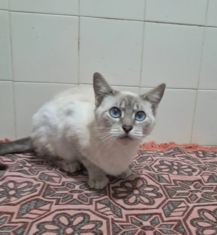 Gato ra a SRD-ViraLata idade 2 a 6 meses nome Maju