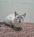 Maju