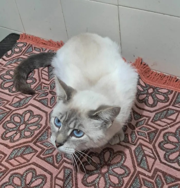 Gato ra a SRD-ViraLata idade 2 a 6 meses nome Maju