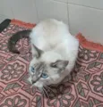 Maju