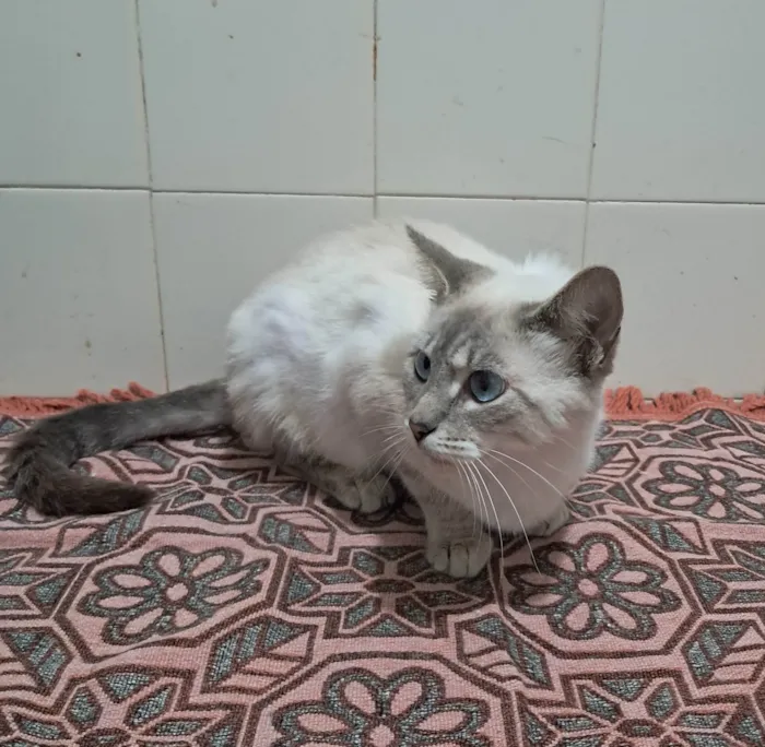 Gato ra a SRD-ViraLata idade 2 a 6 meses nome Maju