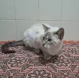 Maju