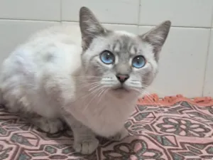 Gato raça SRD-ViraLata idade 2 a 6 meses nome Maju