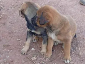 Cachorro raça Labrador idade 2 a 6 meses nome Quem adotar escolhe