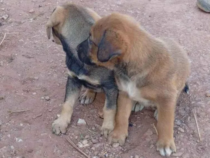 Cachorro ra a Labrador idade 2 a 6 meses nome Quem adotar escolhe