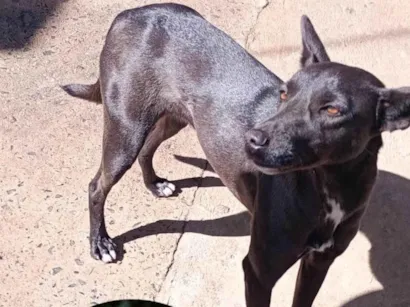 Cachorro raça SRD-ViraLata idade 1 ano nome Safira 