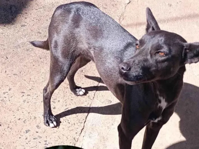 Cachorro ra a SRD-ViraLata idade 1 ano nome Safira 