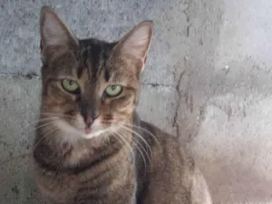 Gato raça SRD-ViraLata idade 2 anos nome Serena Lua