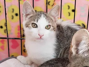 Gato raça SRD-ViraLata idade 2 a 6 meses nome Rosalia